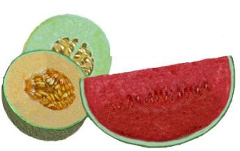 watermelon or melon which is more useful