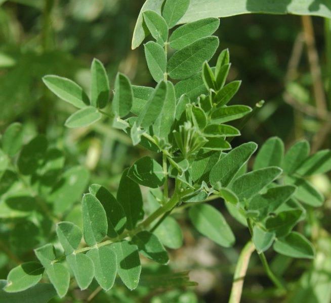 Astragalus webbed healing properties