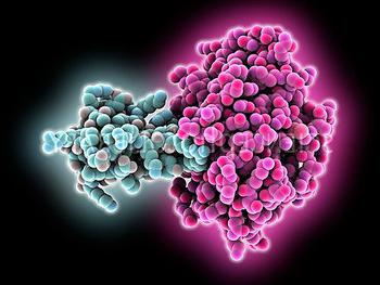 trypsin in feces