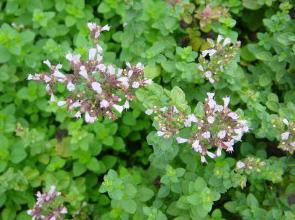 oregano benefit and harm