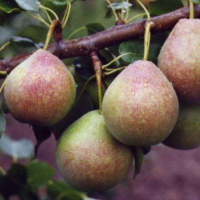 winter pear varieties