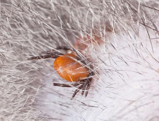 Tick-borne encephalitis in dogs