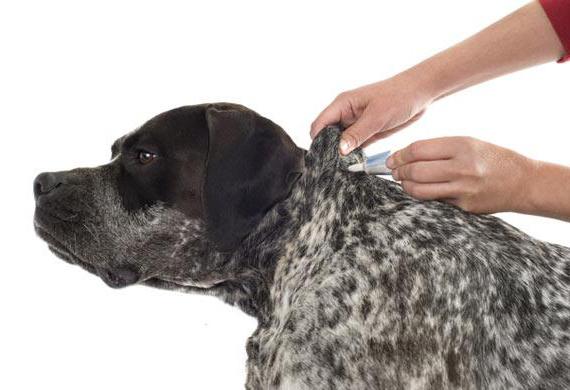 Прививка от энцефалита собакам