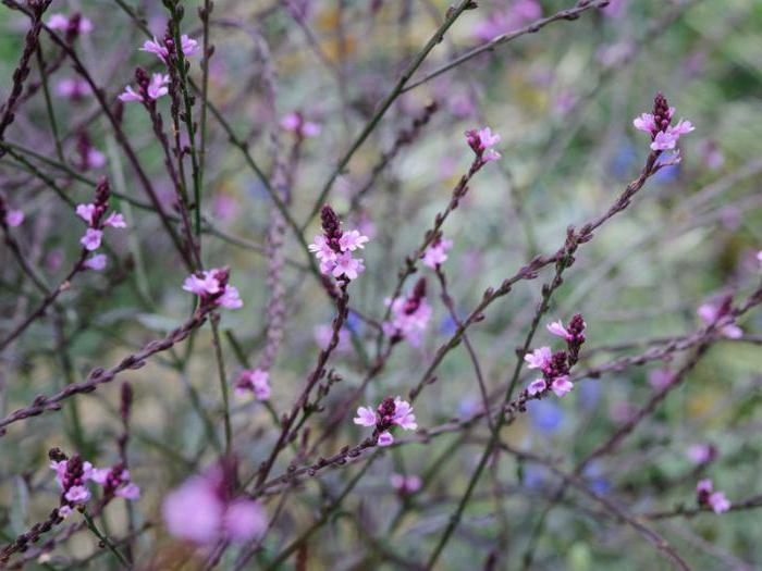 verbena medicinal use