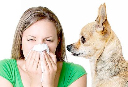 Когда проявляется аллергия на собаку thumbnail