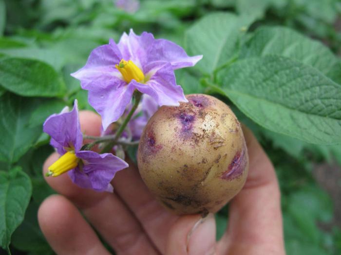 Цветок картофеля фото