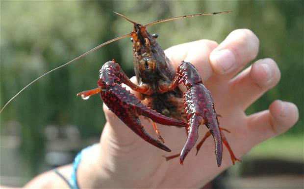 how to store live crayfish in the refrigerator