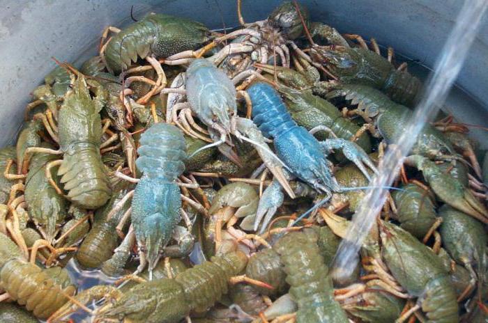 how to keep crayfish alive