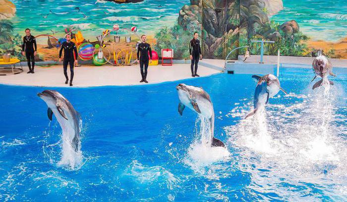 dolphinarium in riviera park in sochi schedule