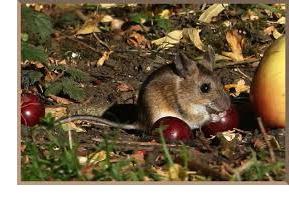 лечение поврежденных яблонь мышами