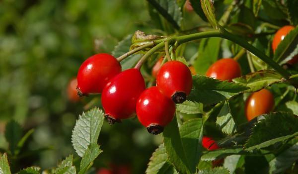 where the rosehip is growing brown