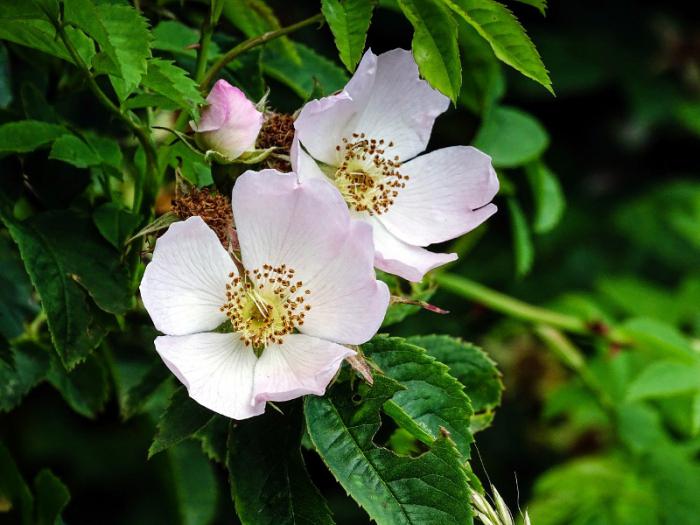 where the rosehip cinnamon grows