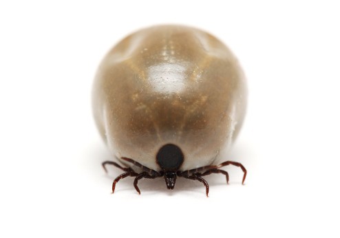 pasture tick