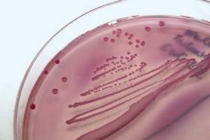 escherichia coli лечение
