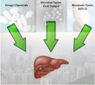 toxic drug hepatitis treatment