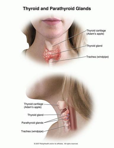 размеры щитовидной железы по узи