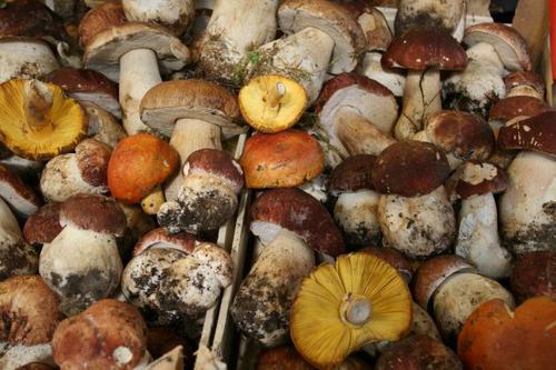 правила сбора съедобных грибов
