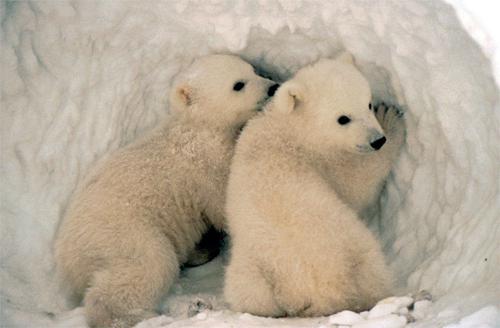 polar bears inhabit