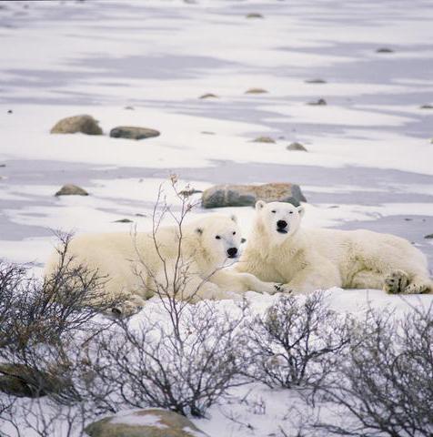 white bear in the zoo