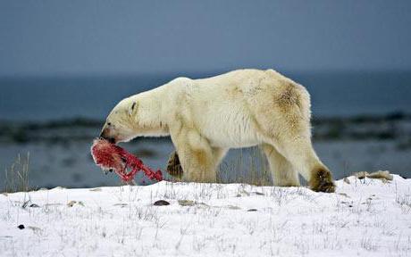 what does a polar bear eat