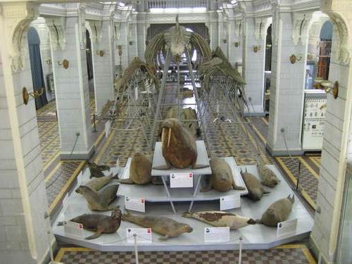 зоологический музей санкт петербург