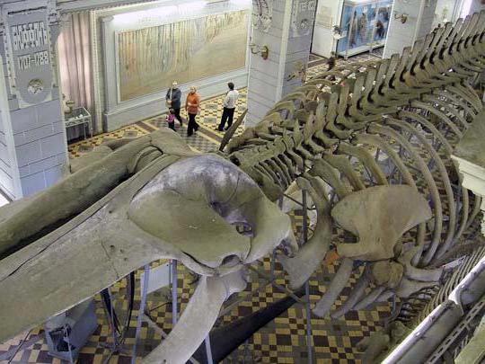 зоологический музей санкт петербург фото