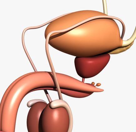 male urogenital system