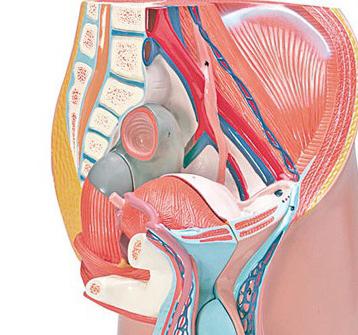 анатомия мочеполовой системы мужчины