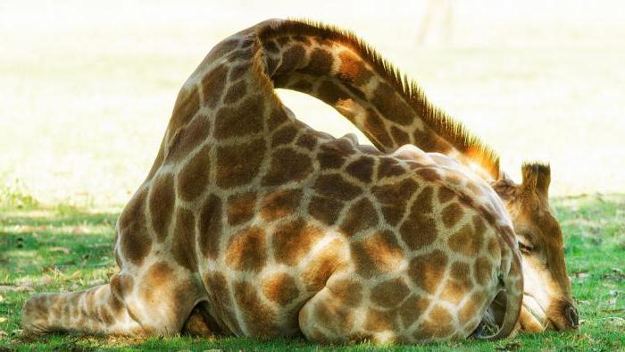 сонник жираф маленький