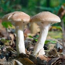  где растут грибы в минске