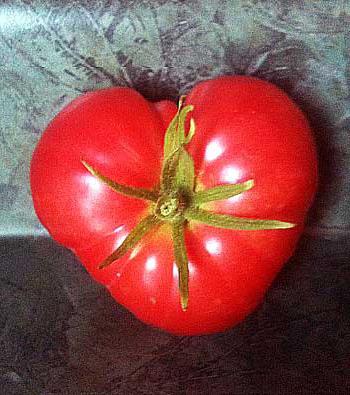  любовь прошла завяли помидоры автор
