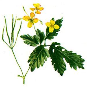 celandine grass that heals