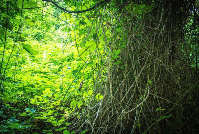 herbaceous plants of the Samur forest