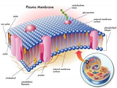 строение и функции клеточных мембран