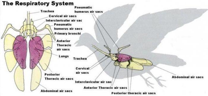 какая дыхательная система у птиц