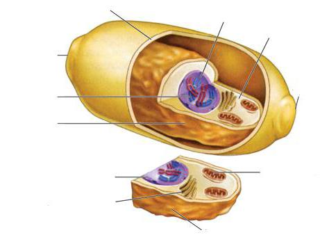 какие органоиды отсутствуют в клетках грибов