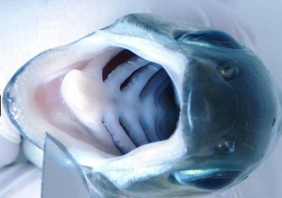 органы пищеварительной системы рыбы