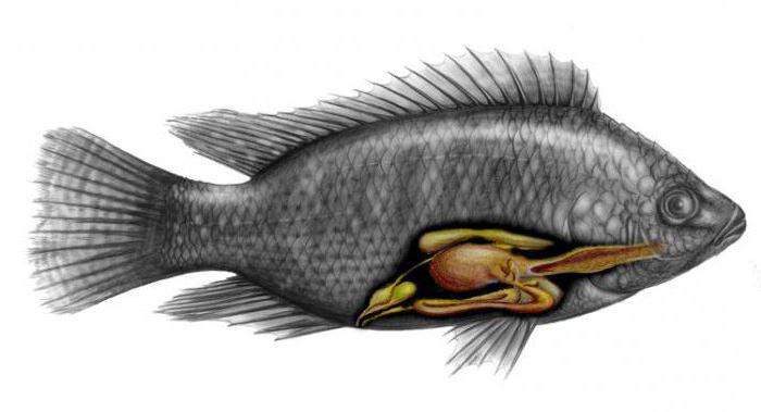 пищеварительная система рыб