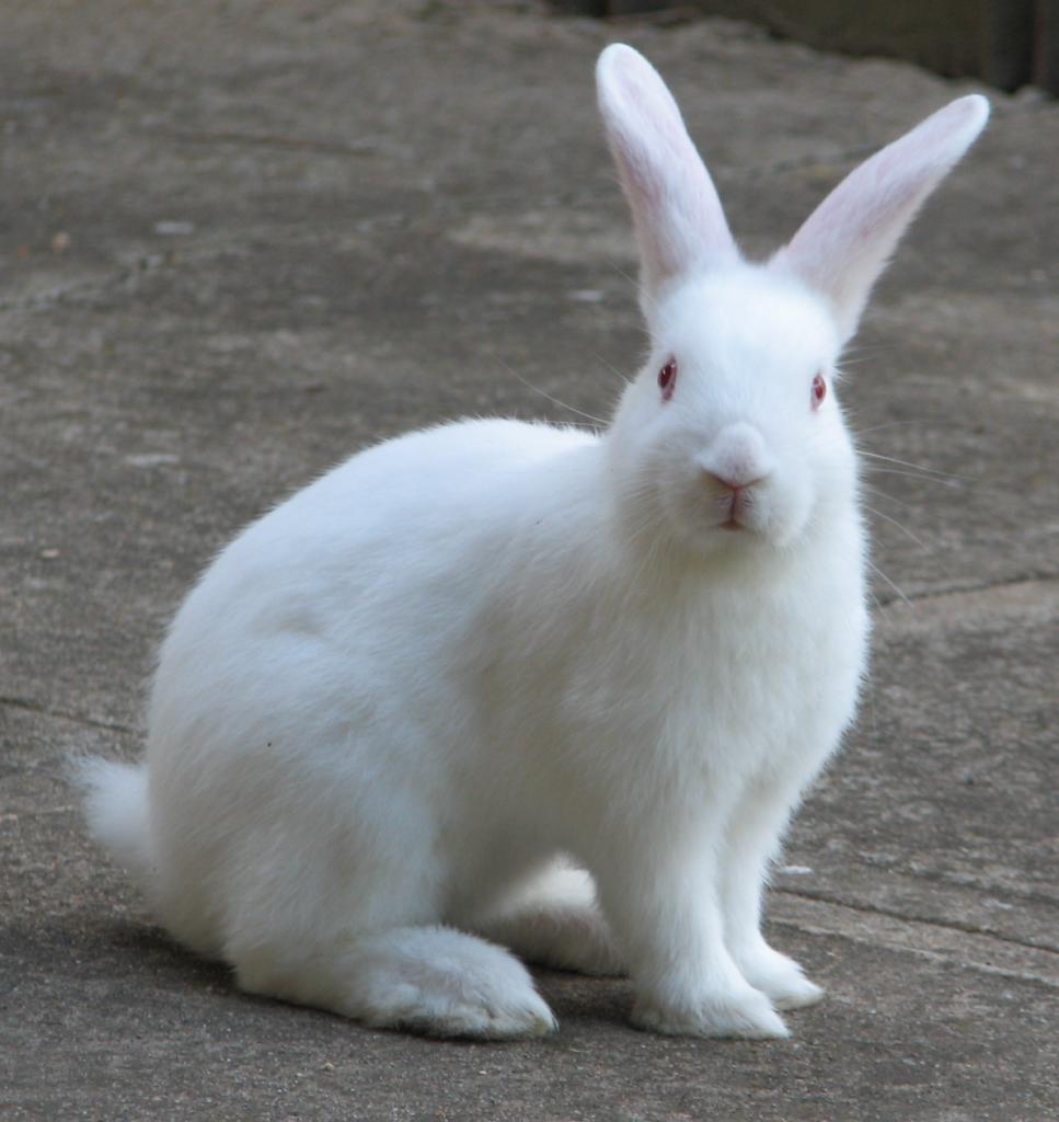 американский кролик белый