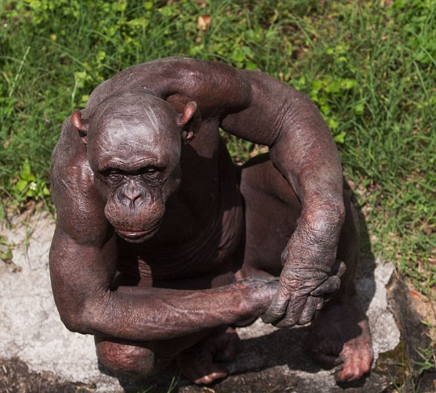 синдер лысая шимпанзе