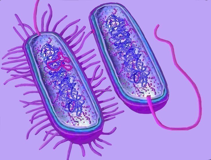 Бациллы микробиология рисунок