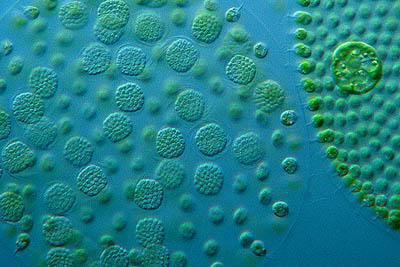 К одноклеточным организмам относятся бактерия вирус оспы вольвокс гидра thumbnail
