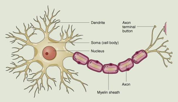 Строение нервной клетки рисунок