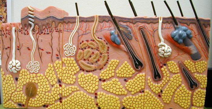 physiology of microorganisms