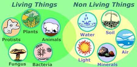 мир живой и неживой природы
