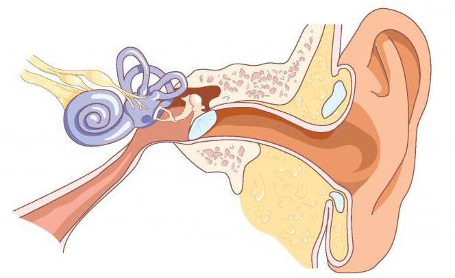 анатомия ушей 