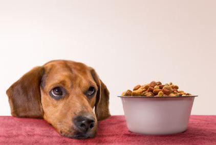 dog food pro plan