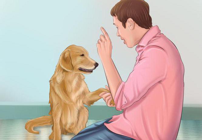 как сделать собаку злой на чужих 