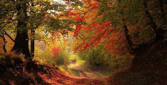 Tward Forest in the fall