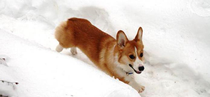 red fox-like dog